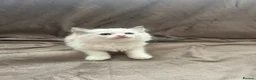 Ragdoll cats for sale: Pure Ragdoll Kittens - Advert 14