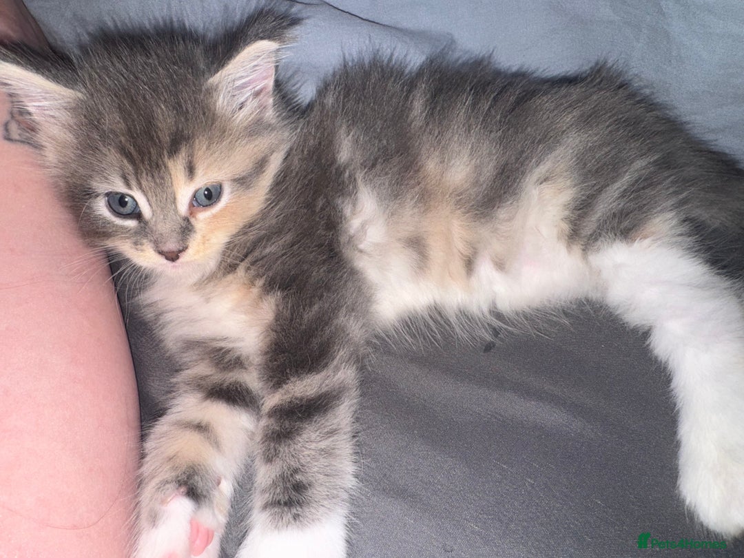 Maine Coon cats for sale: Mainecoons x ragdoll - Image 11