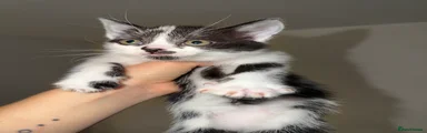 Beautiful black and white female kitten