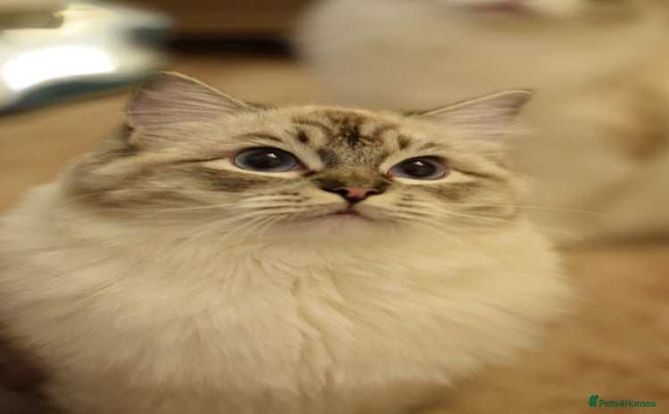 Ragdoll cats Ragdoll ACTIVE Female  - Advert 6