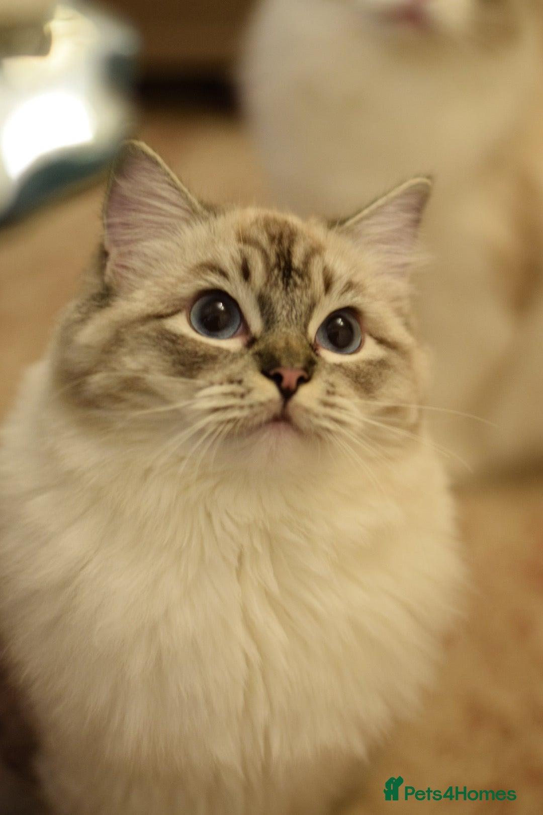 Ragdoll cats for sale: TICA Registered Ragdoll ACTIVE Female  - Image 3