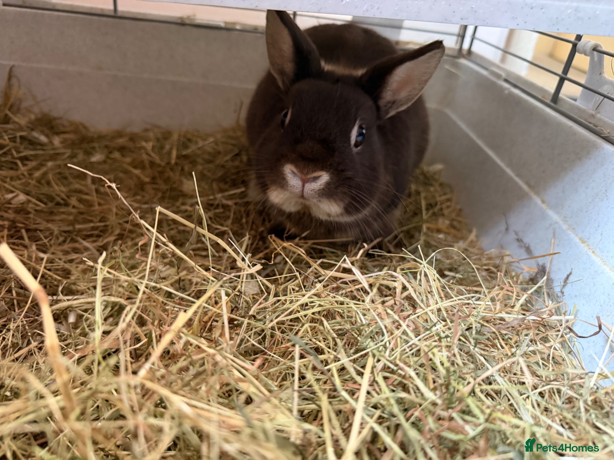 Netherland Dwarf rabbits Toffee Netherland dwarf rabbit male  - Advert 10