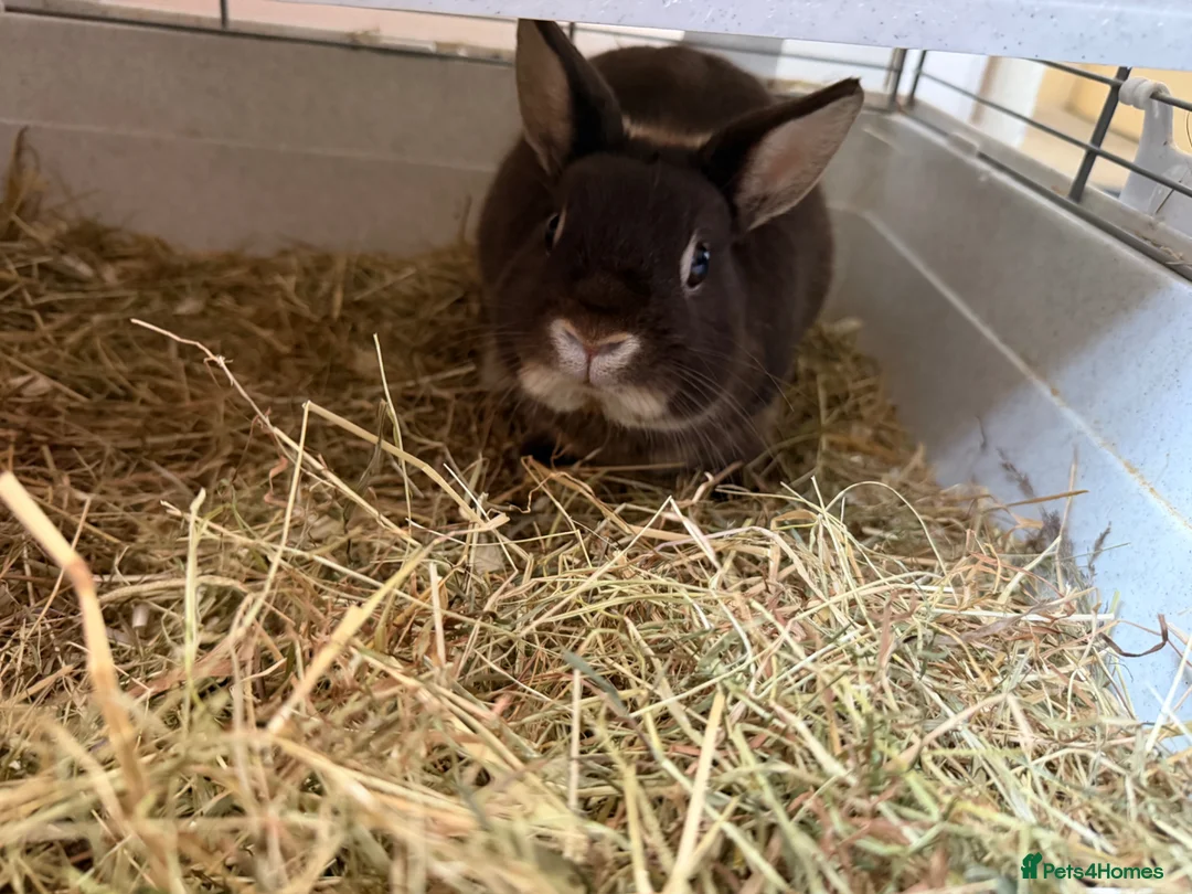 Netherland Dwarf rabbits for sale: Toffee Netherland dwarf rabbit male  - Advert 1
