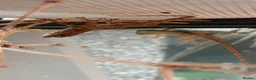 Anole reptiles for sale: Young Sabanus anoles (anolis sabanus) - Advert 6