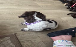 Sprocker dogs for sale: Sprocker spaniel puppy’s  - Image 18