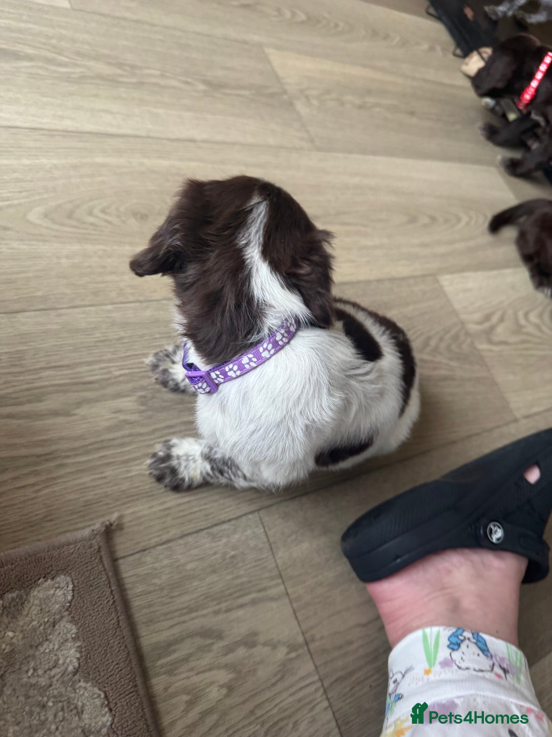 Sprocker dogs for sale: Sprocker spaniel puppy’s  - Image 18