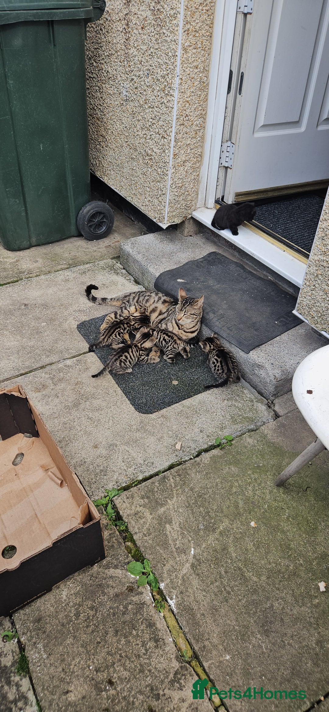 Bengal cats for sale: Mix breed Bengal + Tabby - Image 10