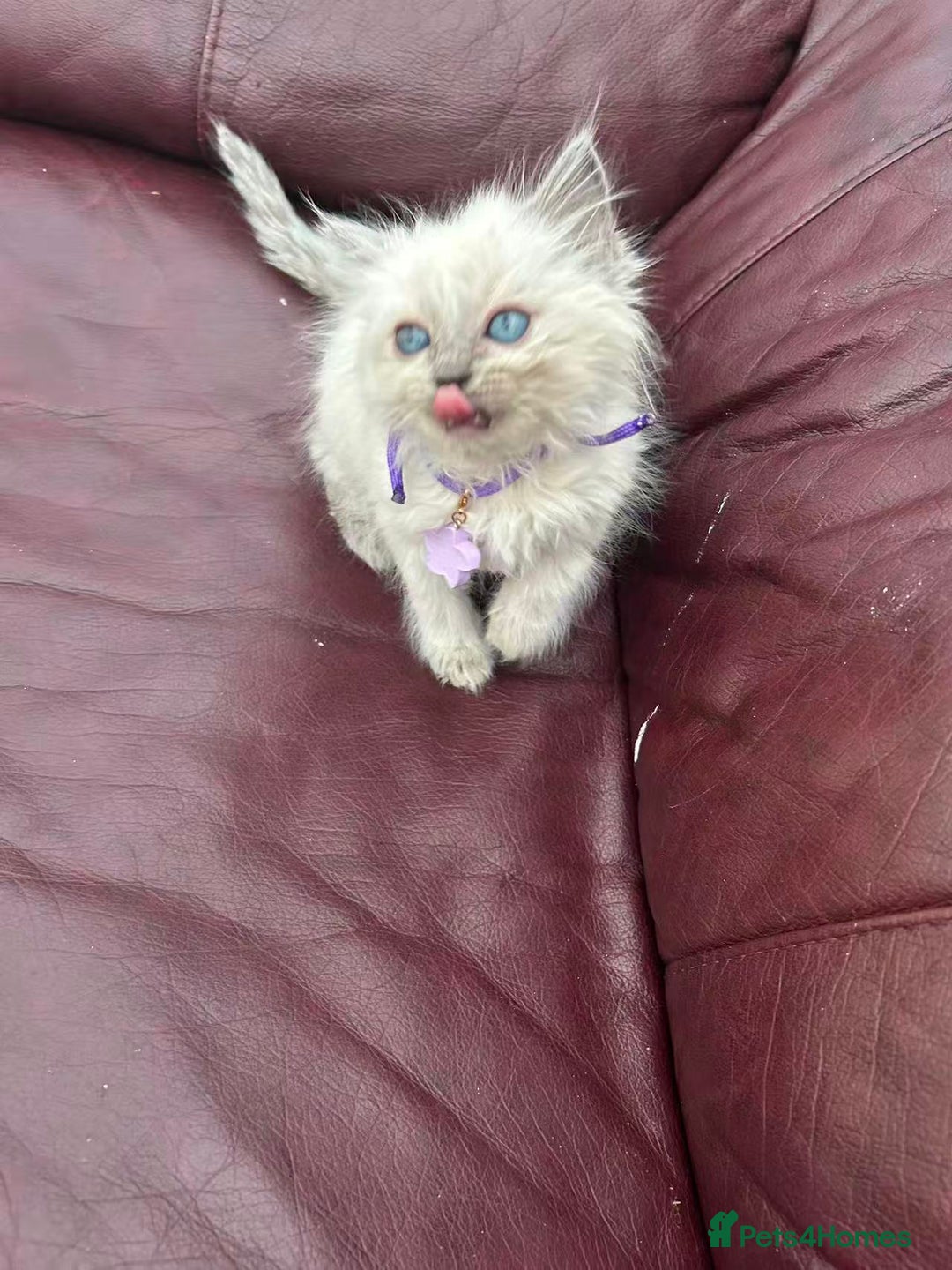 Ragdoll cats for sale: 8 purebred Ragdoll cats - Advert 2