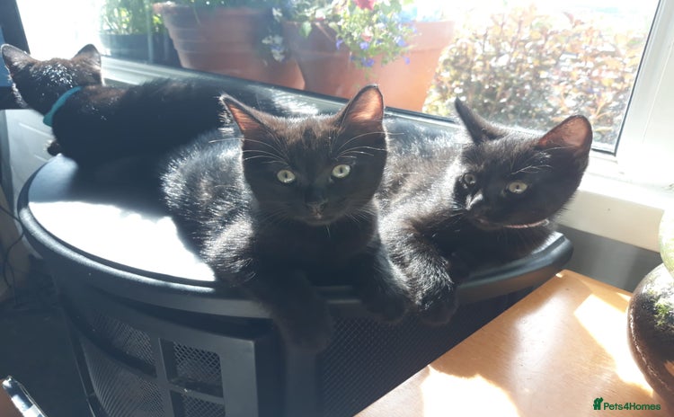 Domestic Shorthair cats - Advert 1