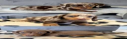 Miniature Dachshund dogs for sale: Miniature dachshunds looking for forever homes 🐾 - Advert 5