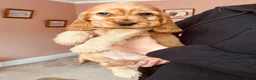 Cocker Spaniel dogs for sale: Top Quality Show cocker pups - Advert 19