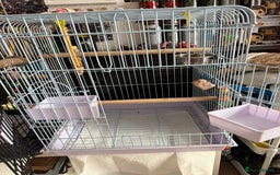 Cockatiels birds for sale: Two female cockatiels. Roughly a year old each - Image 7
