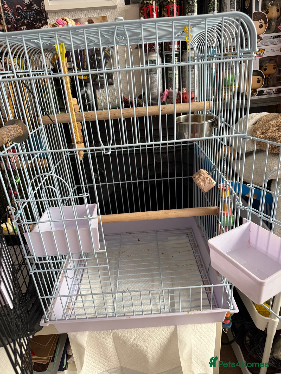 Cockatiels birds for sale: Two female cockatiels. Roughly a year old each - Image 7