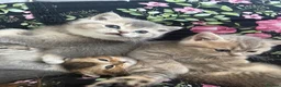 Scottish Fold cats for sale: Scottish Straight kittens in Edgware - Advert 4
