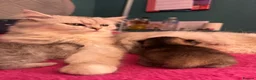 Mixed Breed cats for sale: Two beautiful kittens looking for their new home.  in Macclesfield - Advert 3