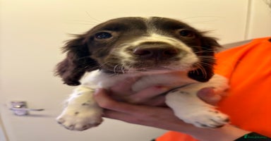 English Springer Spaniel dogs - Advert 3