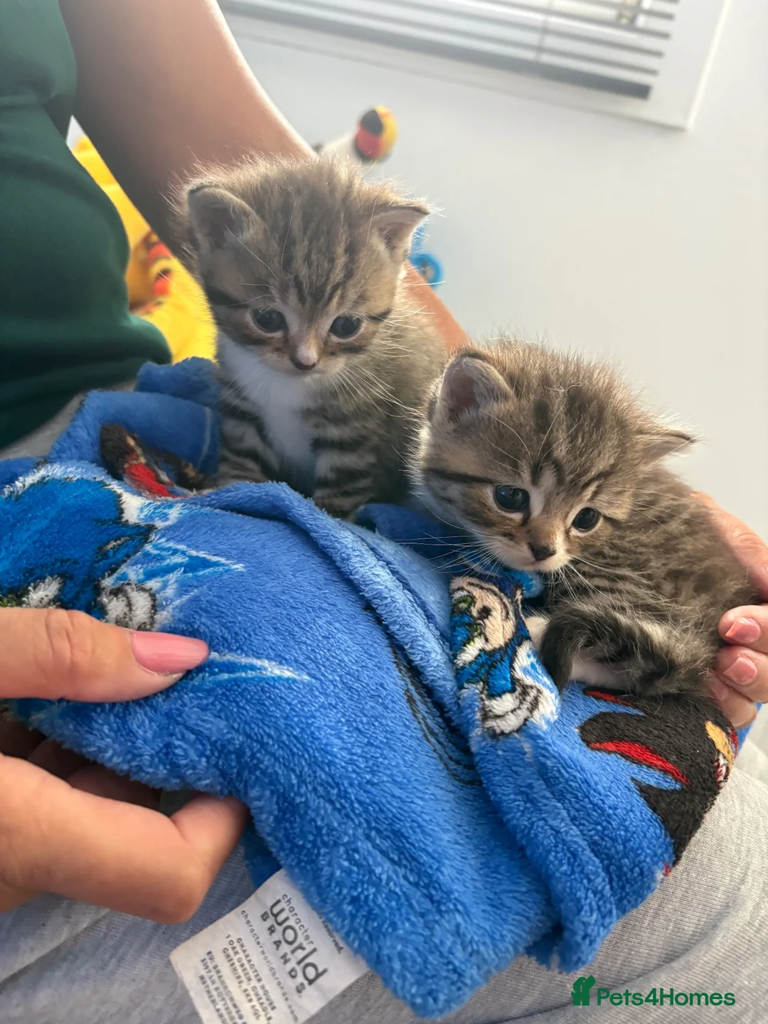 Mixed Breed cats for sale: Persian Cross - Advert 12