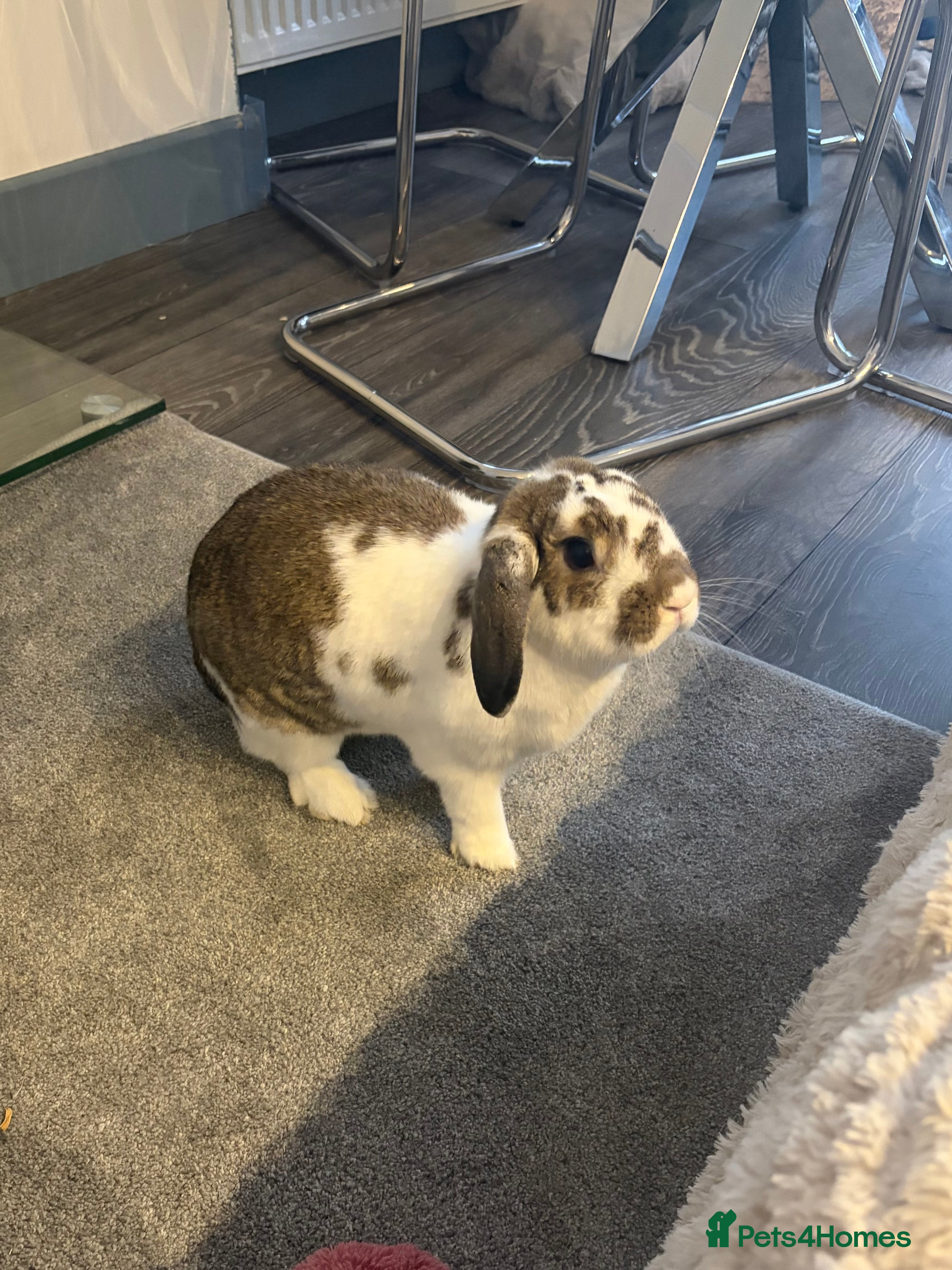 Mini Lop rabbits Mini lop for sale - Advert 3