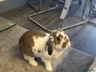 Mini Lop rabbits Mini lop for sale - Advert 2