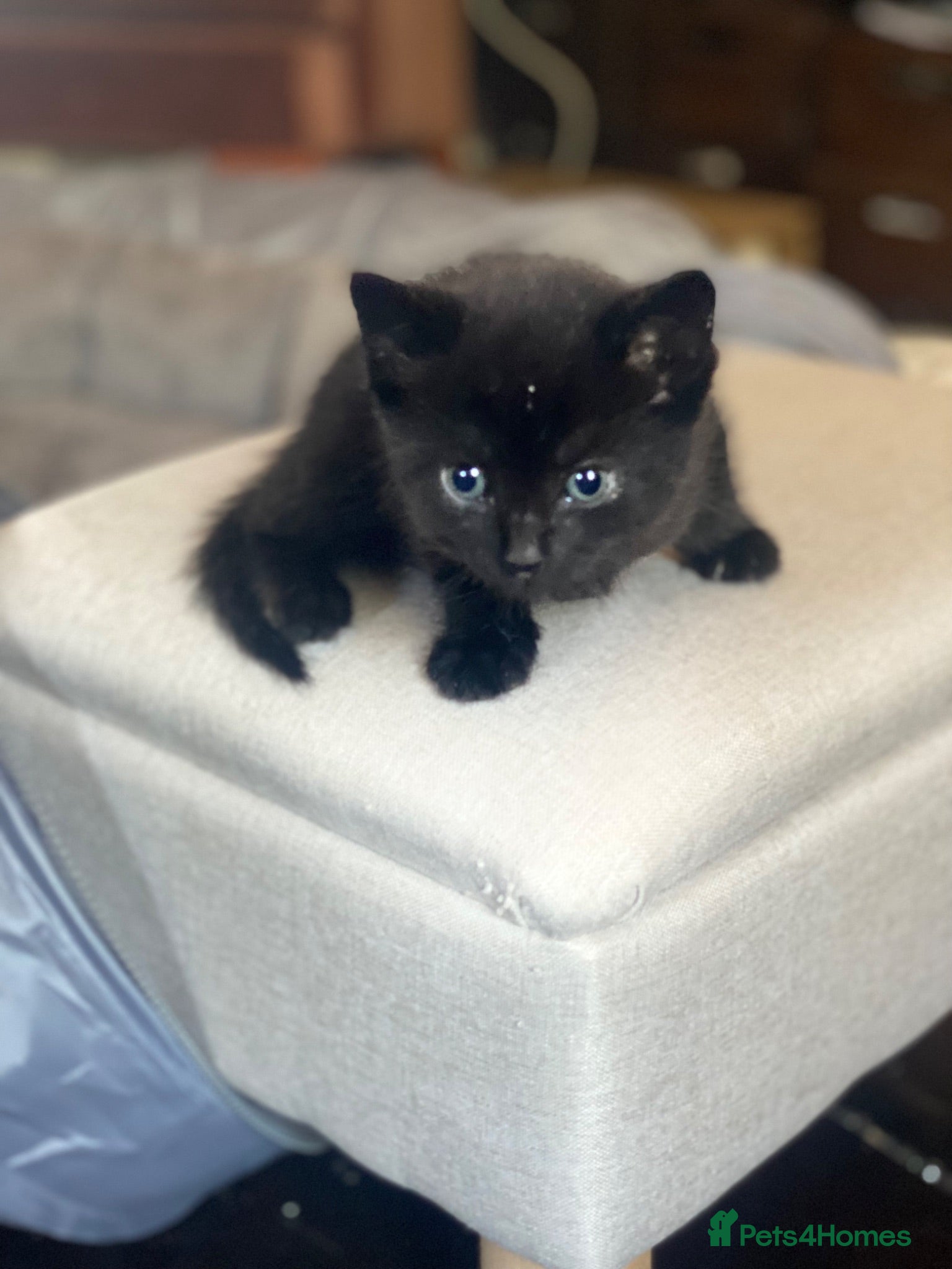 British Shorthair cats Adorable Kittens Looking for Loving Homes, Chester - Advert 11