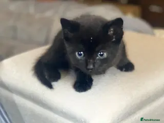 British Shorthair cats Adorable Kittens Looking for Loving Homes, Chester - Advert 2
