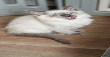 Ragdoll cats - Advert 8