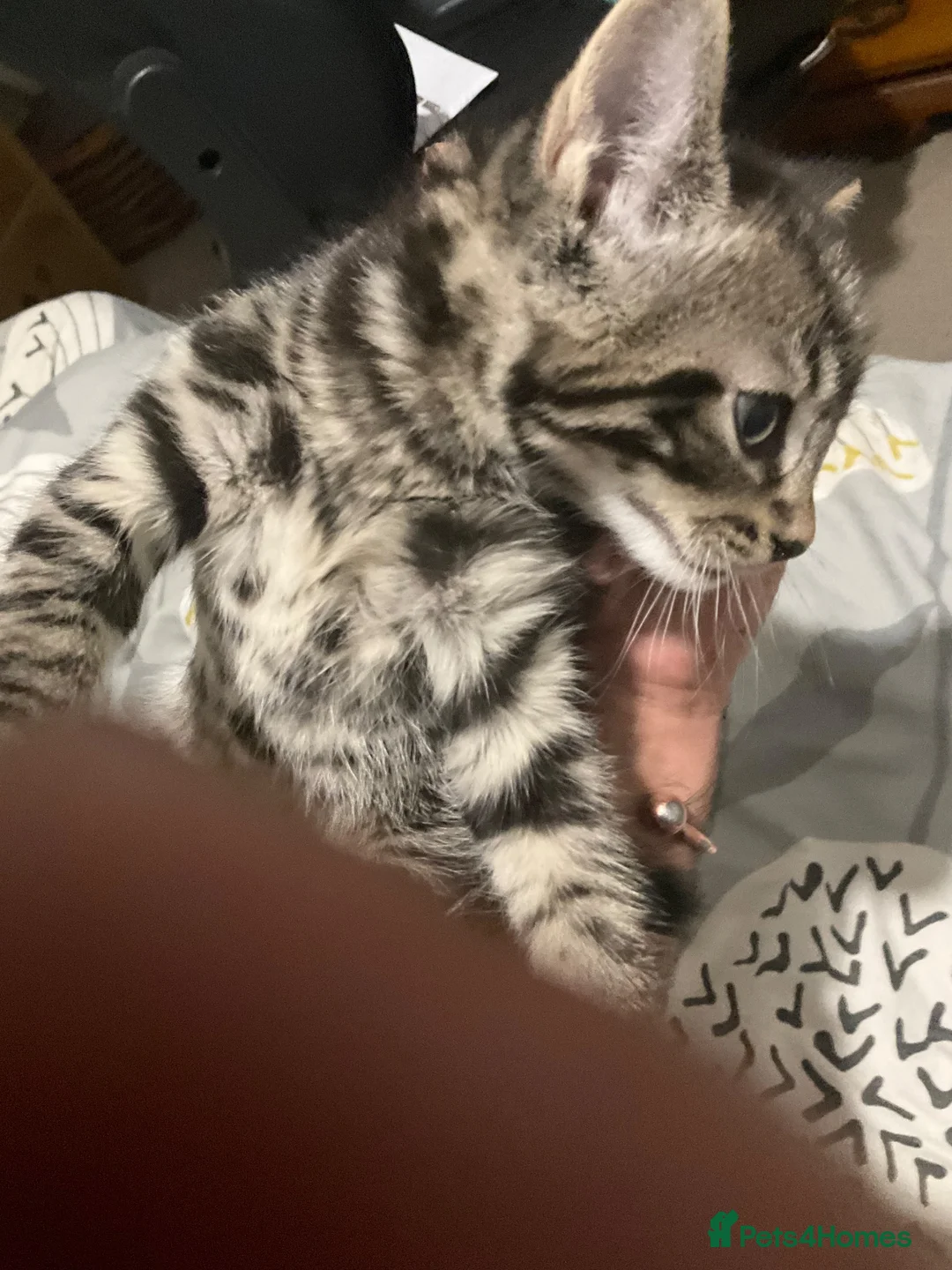 Arabian Mau cats for sale: New litter - Advert 2