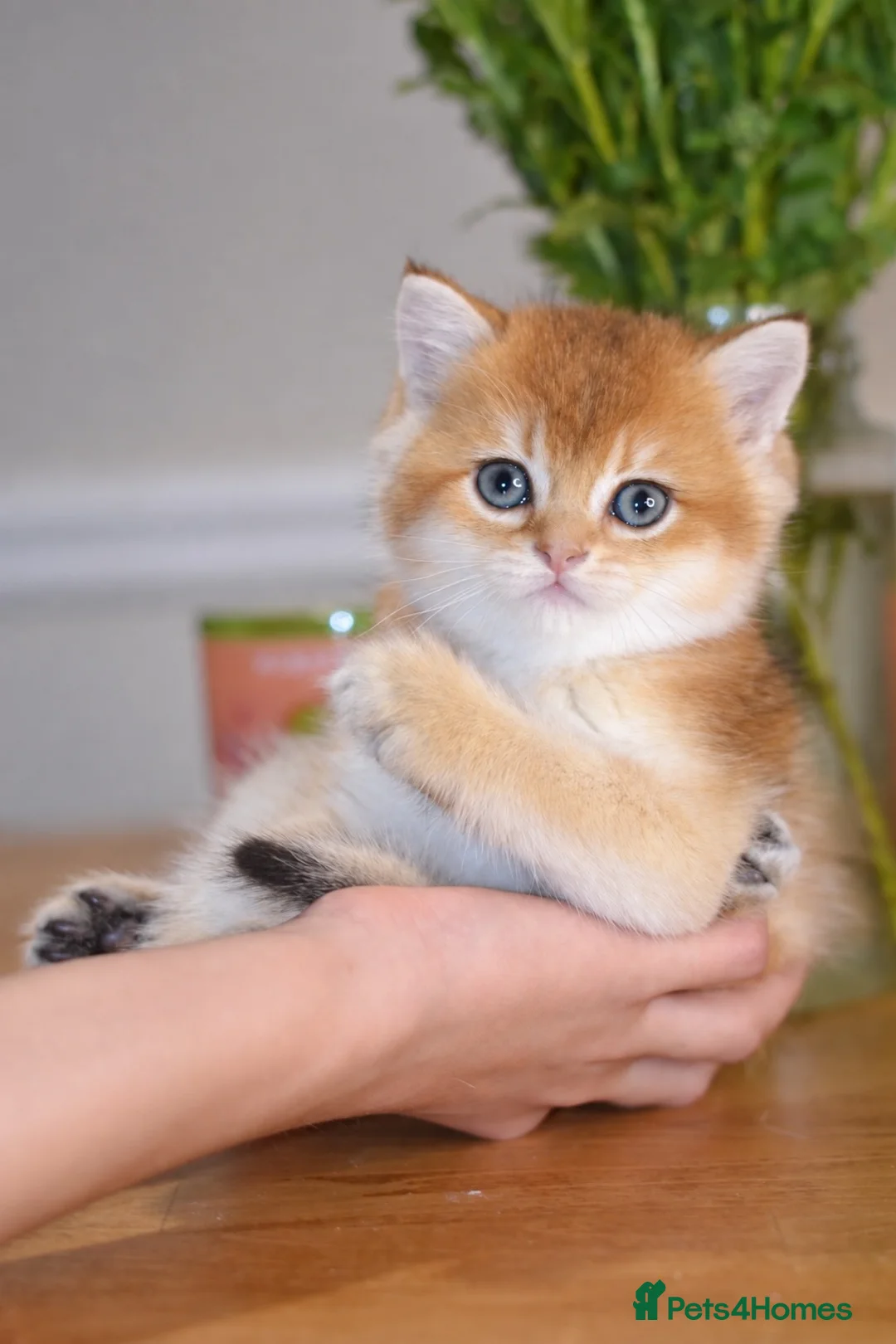 British Shorthair cats for sale: GCCF/TICA Stunning Golden BSH/BLH Kittens - Advert 2