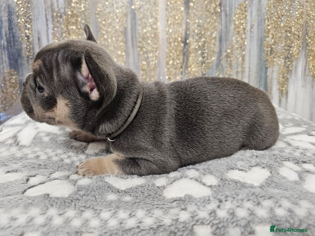 French Bulldog dogs for sale: DISCOUNT AVAILABLE FOR SERIOUSLY INTERESTED BUYERS - Advert 29