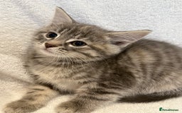 British Shorthair cats for sale: British shorthair kittens *ready now* - Image 8
