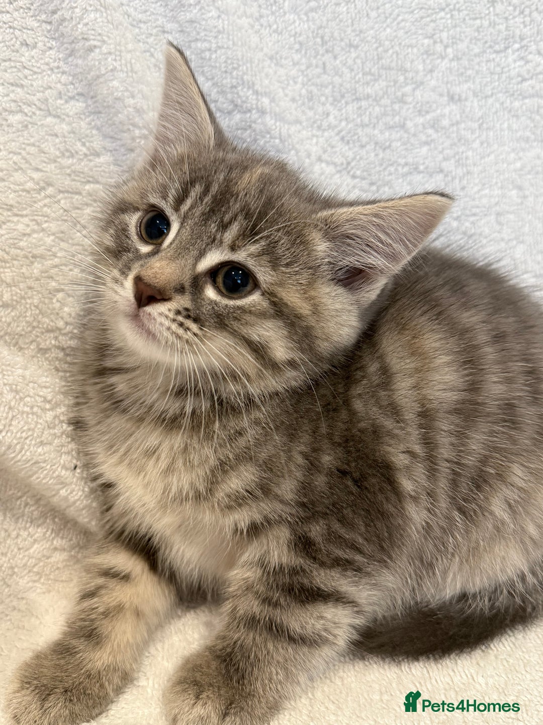 British Shorthair cats for sale: British shorthair kittens *ready now* - Image 8