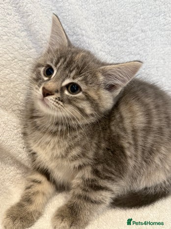British Shorthair cats - Advert 2