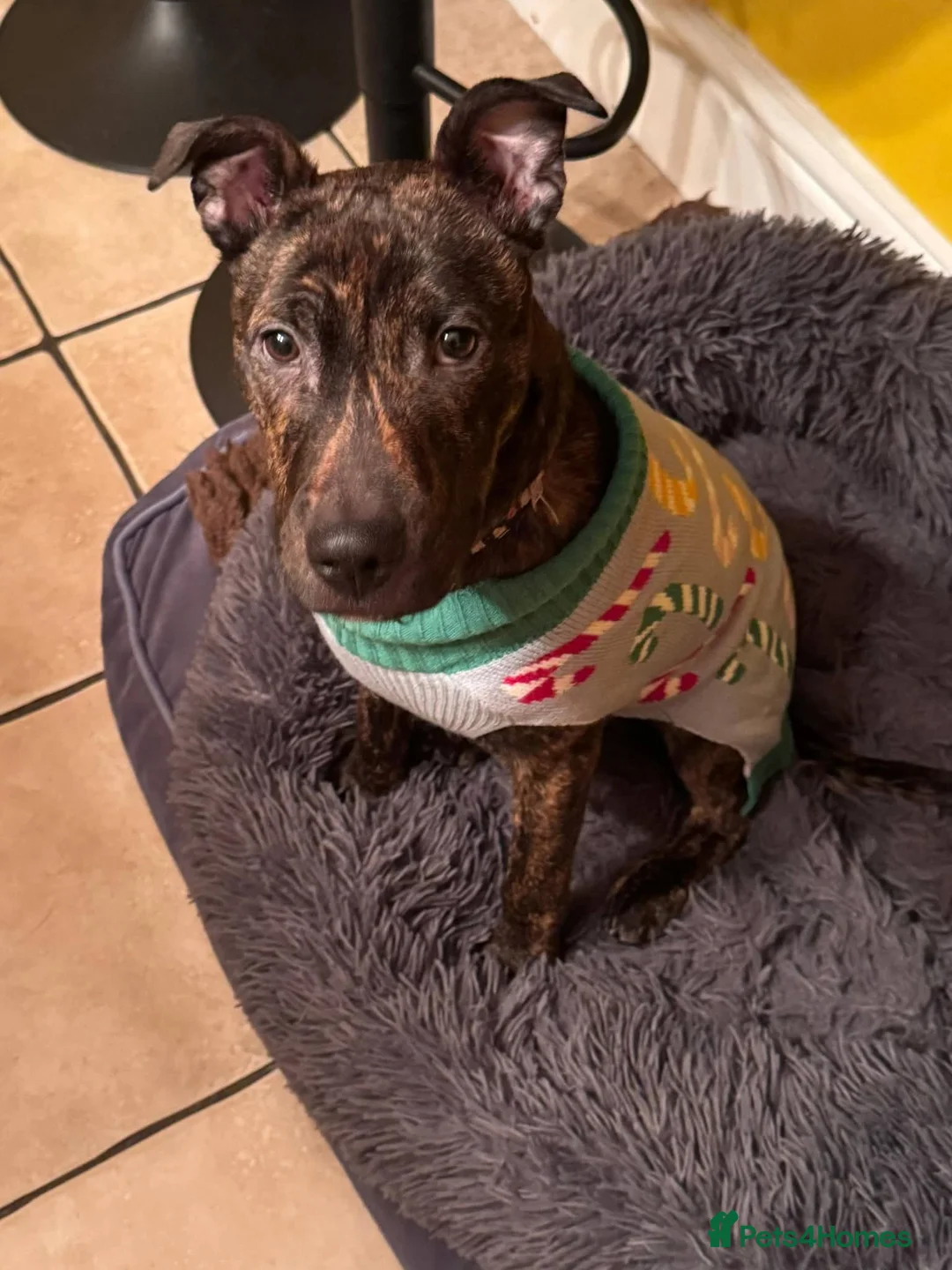 Mixed Breed dogs for sale: Loveable bully needs rehoming in Stoke-on-Trent - Advert 1