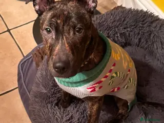 Mixed Breed dogs Loveable bully needs rehoming in Stoke-on-Trent - Advert 1