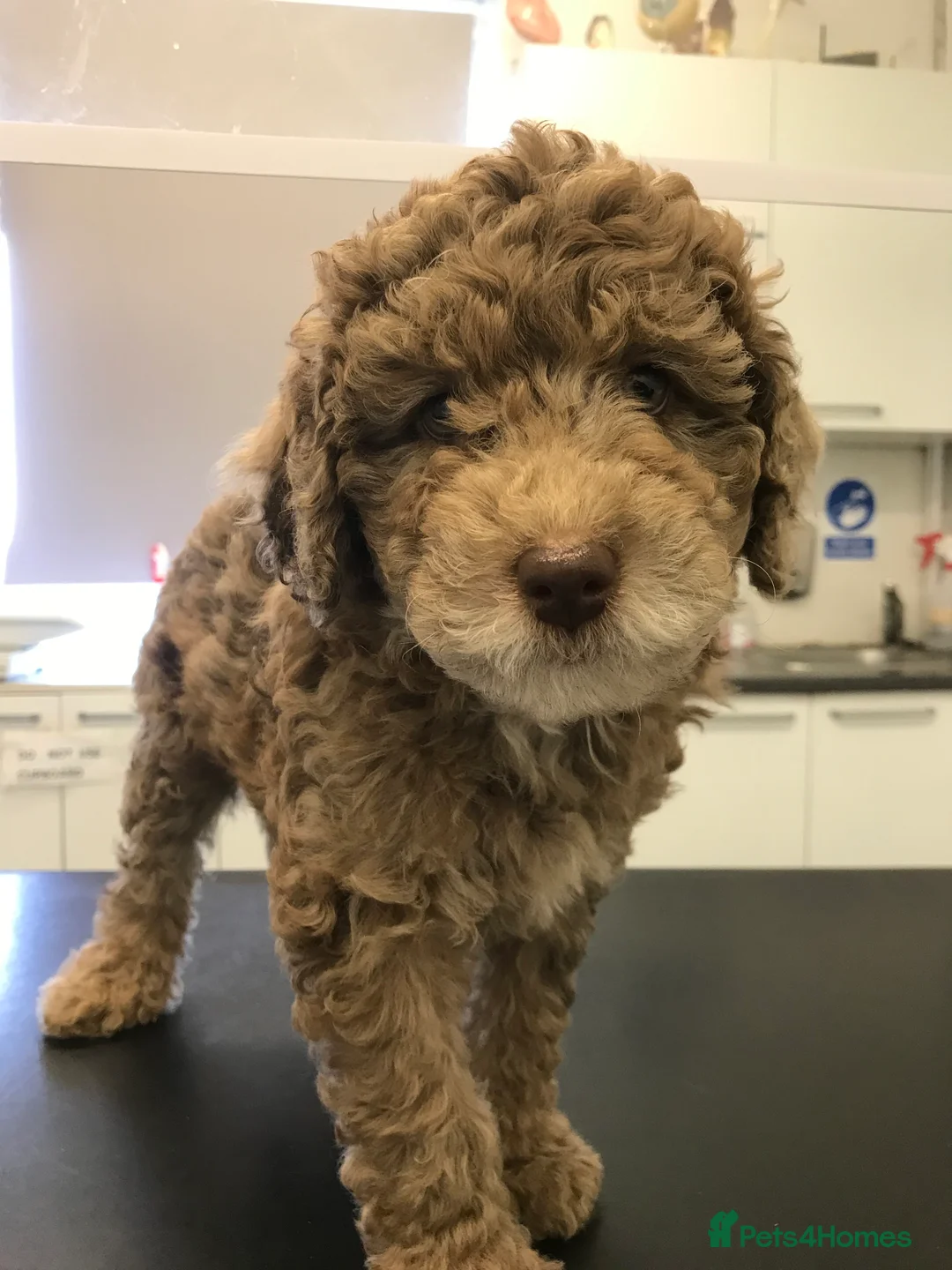 Labradoodle dogs for stud: Gorgeous blue Merle labradoodle stud in Swadlincote - Advert 25