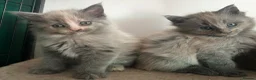 Maine Coon cats for sale: MAINE COON KITTENS FOR SALE 🐺🩶 - Advert 11
