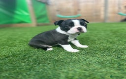 Boston Terrier dogs for sale: WILDAX Boston Terrier pups (2 girls left!) - Image 14