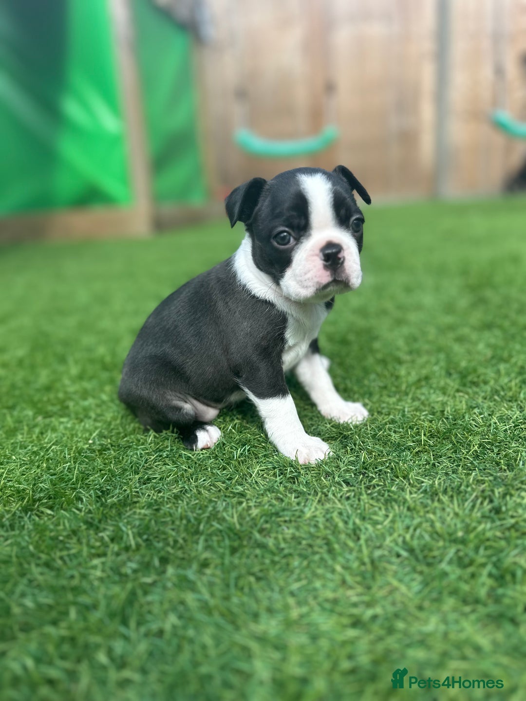 Boston Terrier dogs for sale: WILDAX Boston Terrier pups (2 girls left!) - Image 14