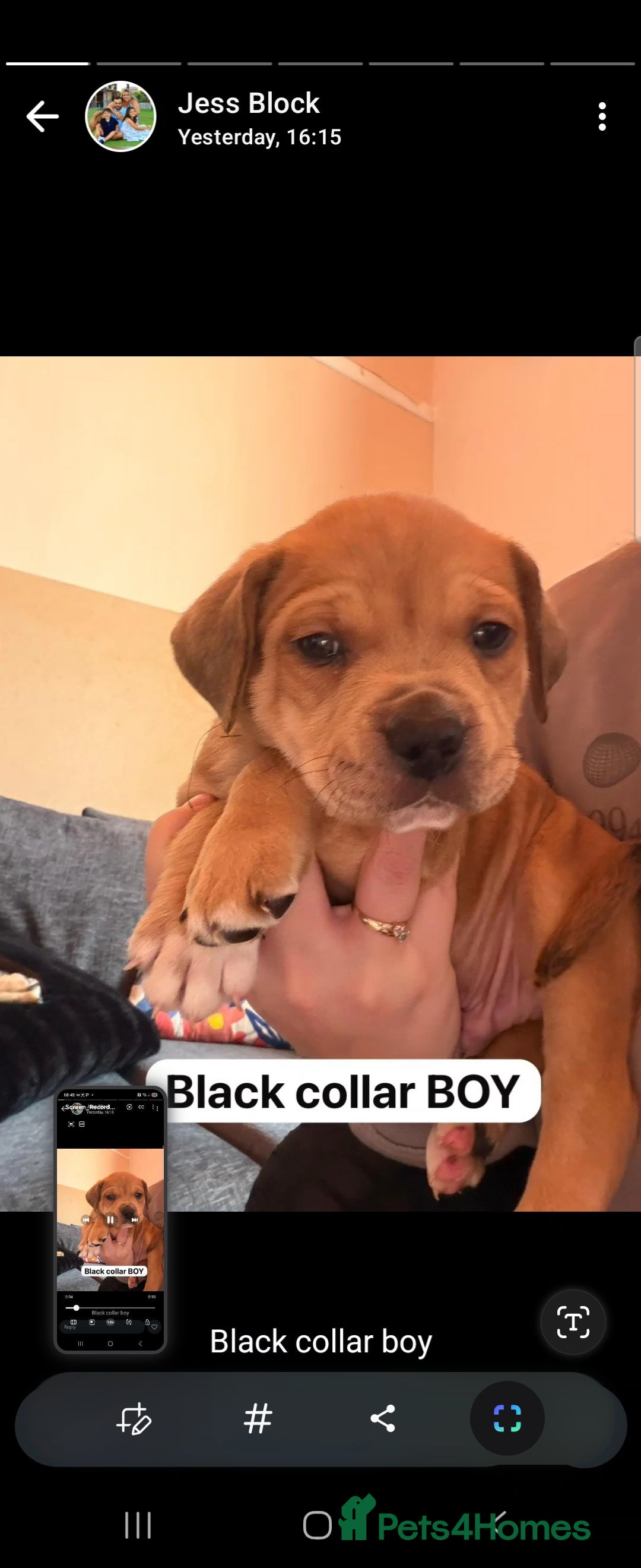 Mixed Breed dogs for sale: Puppies for sale - Advert 21