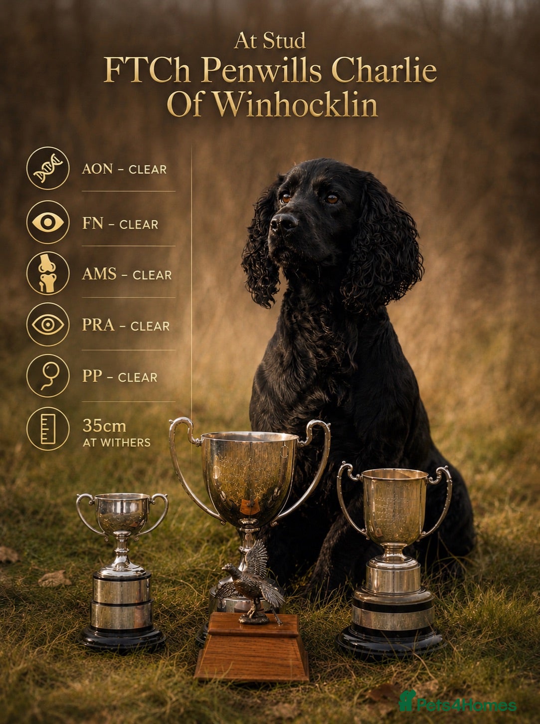 Cocker Spaniel dogs FTCh Penwills Charlie of Winhocklin  - Advert 5