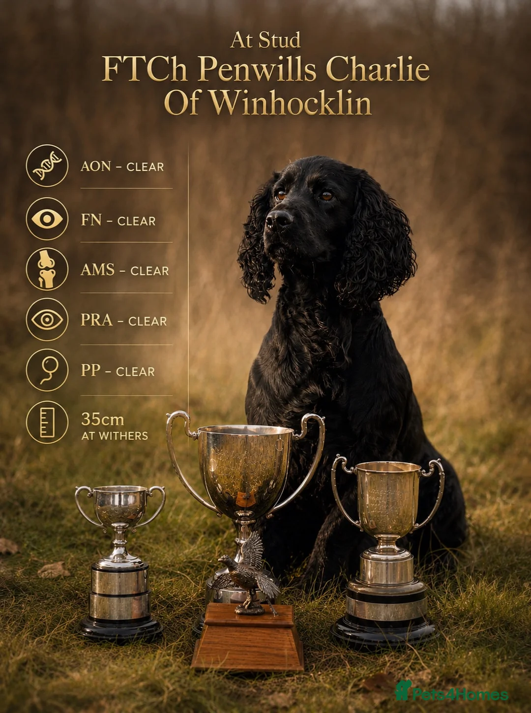 Cocker Spaniel dogs for stud: FTCh Penwills Charlie of Winhocklin  - Advert 1