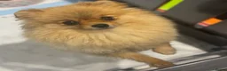 Pomeranian dogs for sale: Orange female retired Pomeranian  - Advert 2