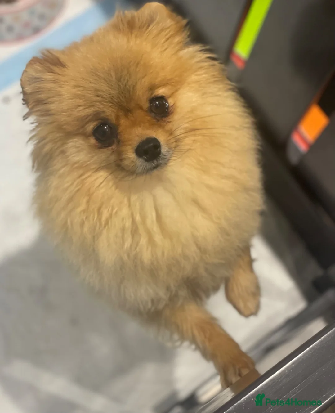 Pomeranian dogs for sale: Orange female retired Pomeranian  - Advert 2