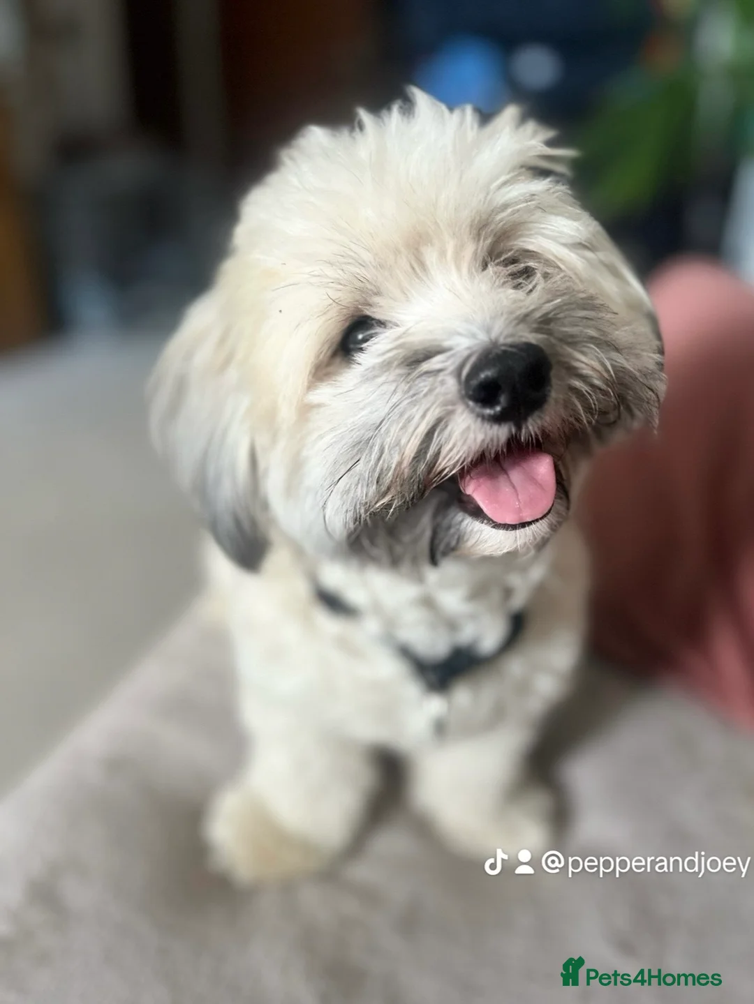 Maltipoo dogs for sale: Maltipoo - Advert 5