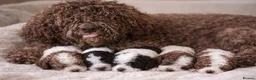 Lagotto Romagnolo dogs for sale: Lagotto Romagnolo - Advert 1