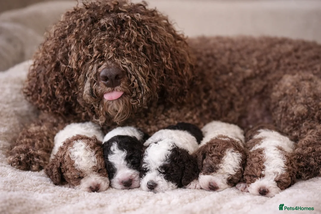 Lagotto Romagnolo dogs for sale: Lagotto Romagnolo - Advert 1