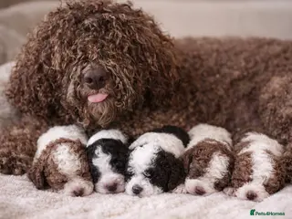 Lagotto Romagnolo dogs Lagotto Romagnolo - Advert 18