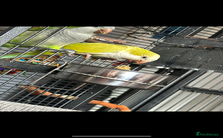 Parakeets birds - Advert 2