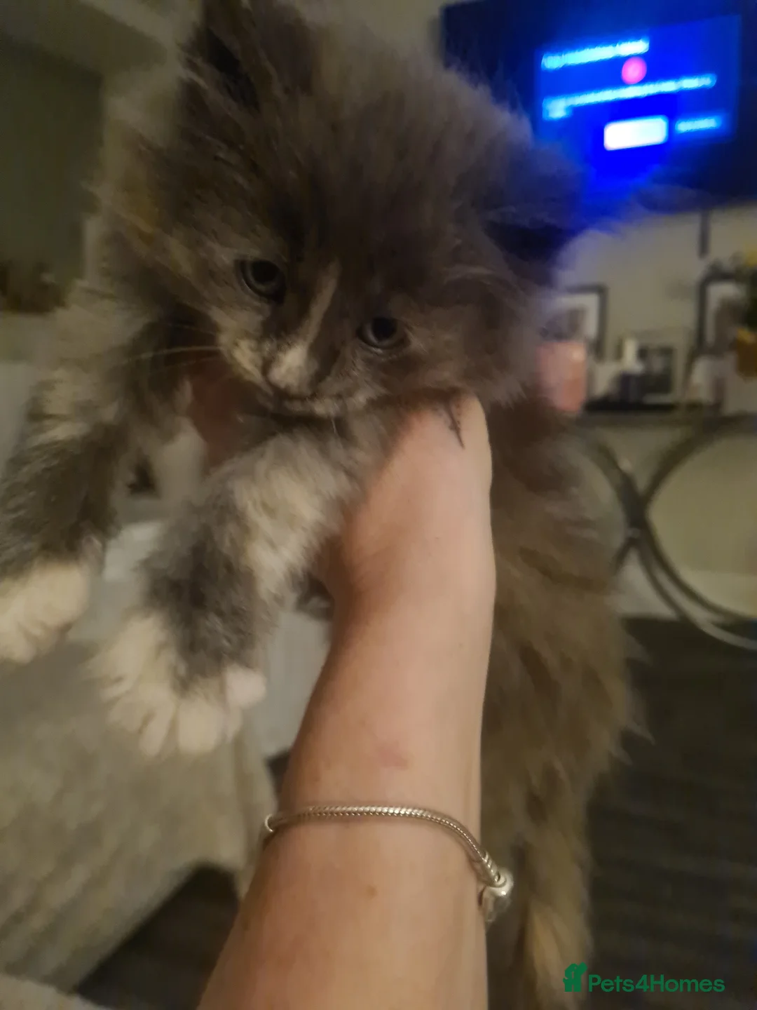 Maine Coon cats for sale: Rare stunning tri blue torti main coon kittens - Advert 10