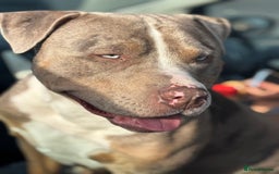 Staffordshire Bull Terrier dogs for stud:  Blue - Image 2